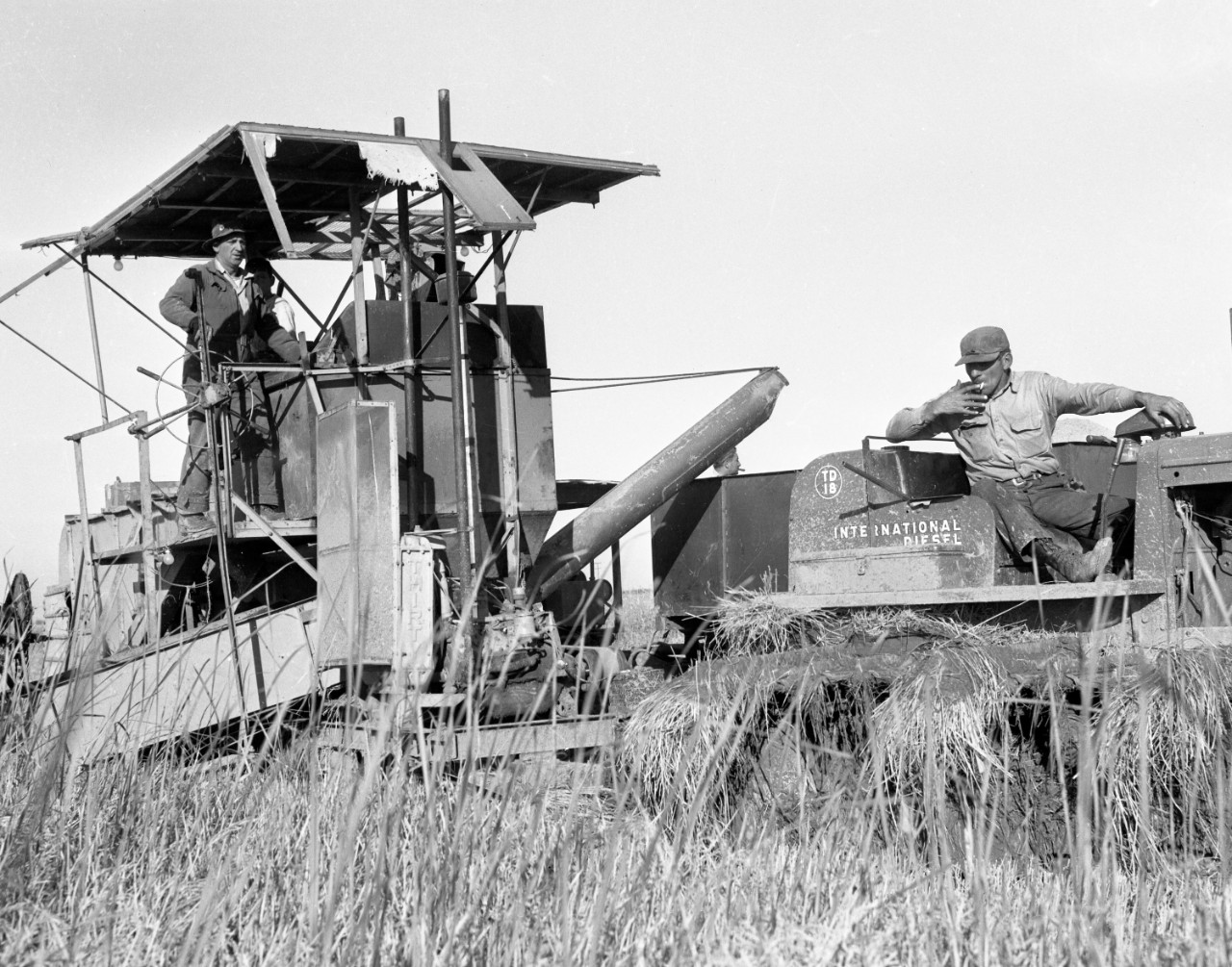 A man smokes and drives a tractor through a rice field while pulling a harvester